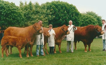 Balmoral show Lynberg cattle