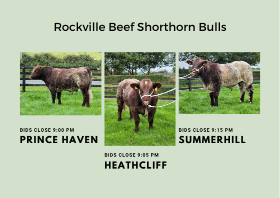 Rockville Beef Shorthorn Bulls