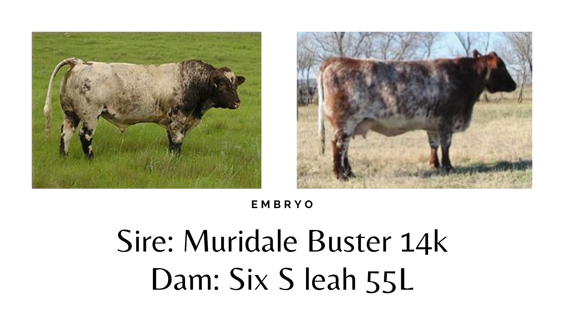 Sire DF Taladega 3x Is a barrel of beef, has tremendous muscle, good bone and rib structure and should be a perfect match for Sparkle Delight 2x, a p